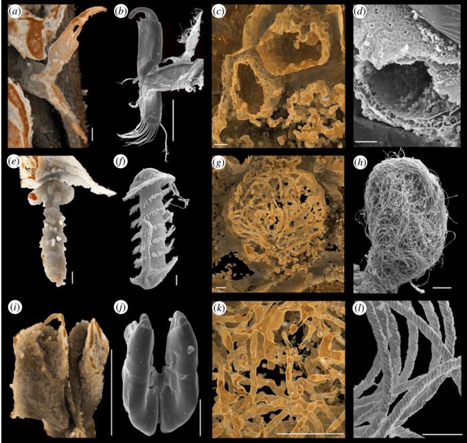 科学家发现上亿年前的信号,科学家发现精子质量
