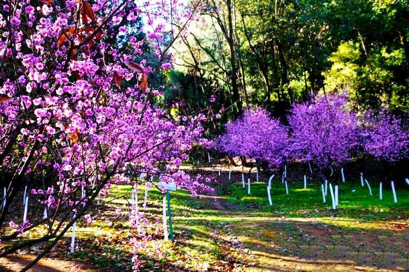 昆明春城风光秀,昆明春城秀小视频