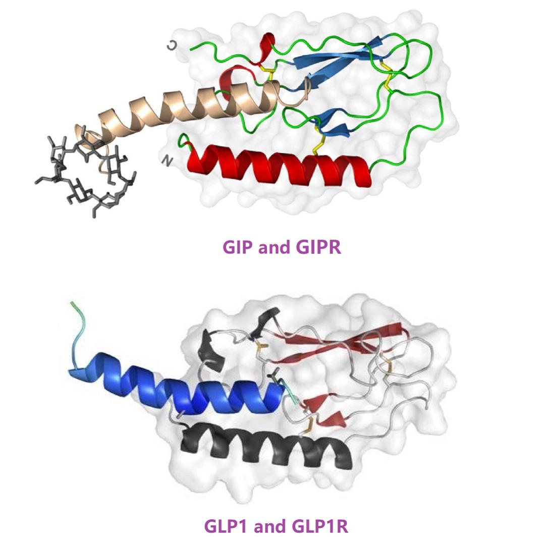 糖尿病发病机理及调节血糖的物质,糖尿病临床表现及生理学机制