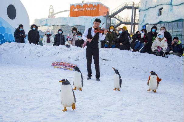淘学企鹅冰雪巡游游玩攻略,淘学企鹅冰雪巡游启幕
