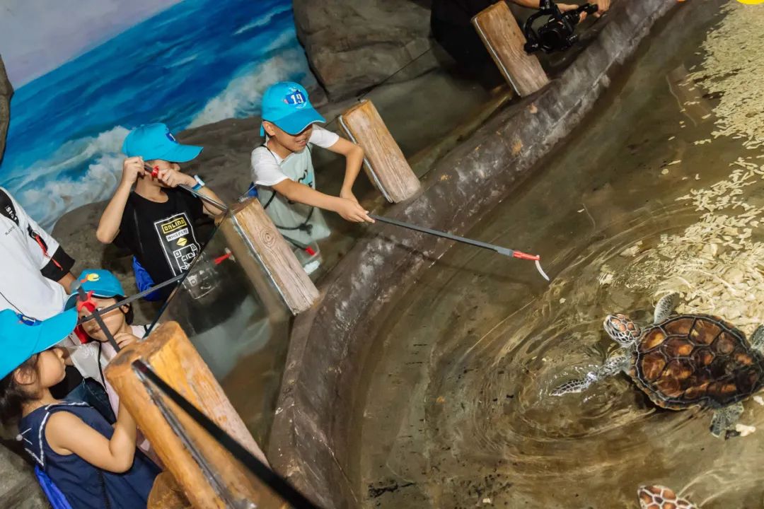 关于海龟生活习性的资料,海龟有时会干什么有什么特征