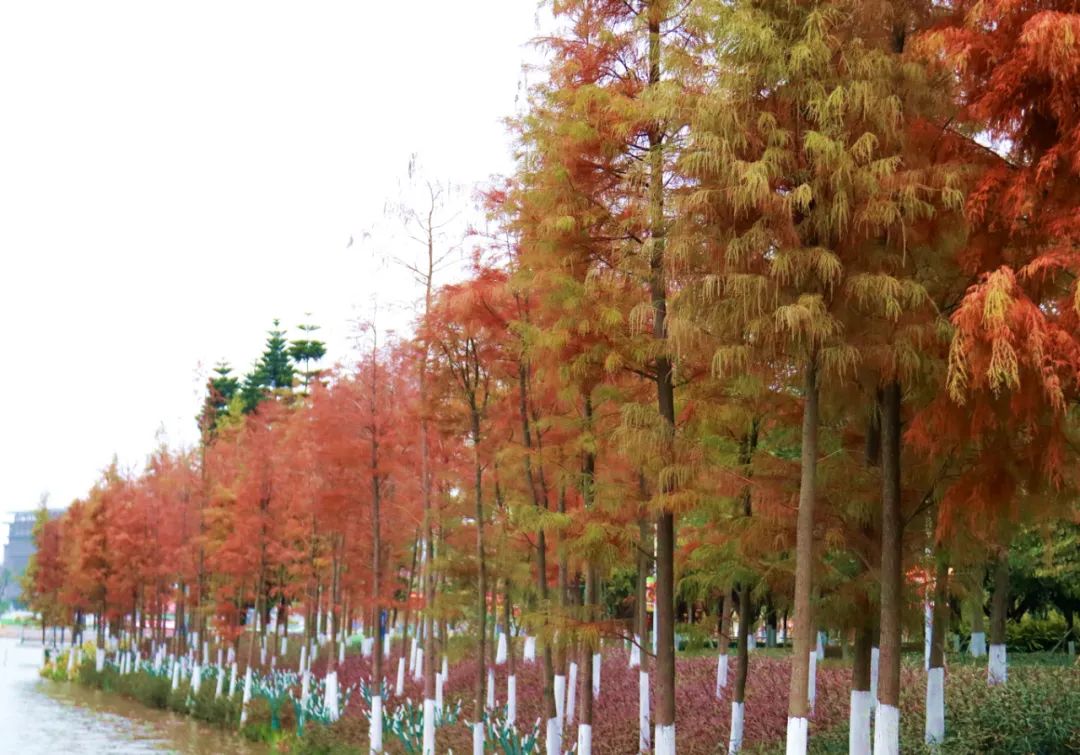 1月最美的佛山藏在这里!全部免费赏!