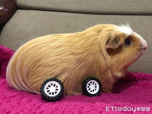 COS爆红《天竺鼠车车》！　它「前轮陷肥肚」傻爆眼：跑不动
