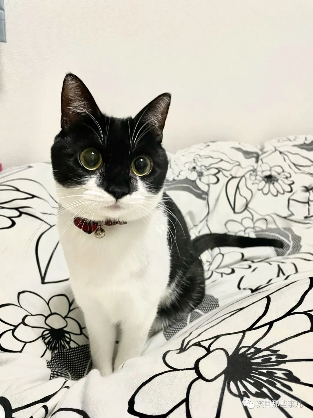 捡到小奶猫变身成男神,捡回来的小奶猫