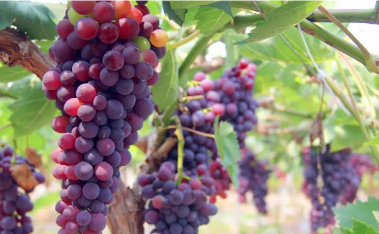 头条：滨海“十大好物”名单出炉