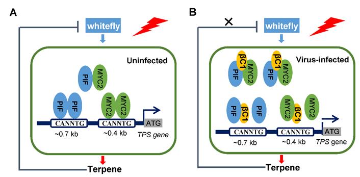 病毒能感染人吗,病毒为什么不感染植物