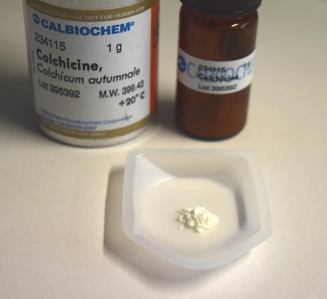 首个对新冠有效的口服药物或诞生！加拿大临床研究证实，治疗痛风的秋水仙碱能使轻症新冠患者住院和死亡风险下降25%丨临床大发现