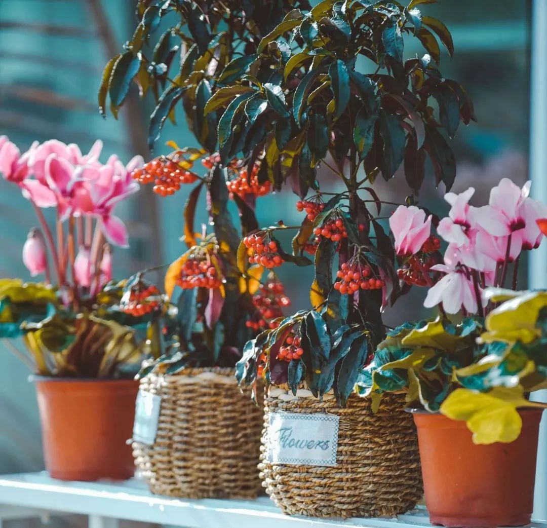 逛花市赏花灯,逛新春花市