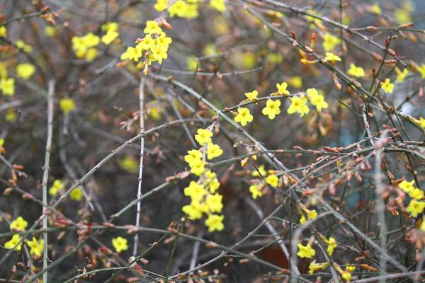 为何今年农历两个立春,为什么明年是双立春