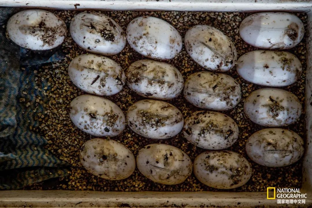 槌勯奔鑱屼笟鐚庝汉,槌勯奔鐚庝汉骞磋柂