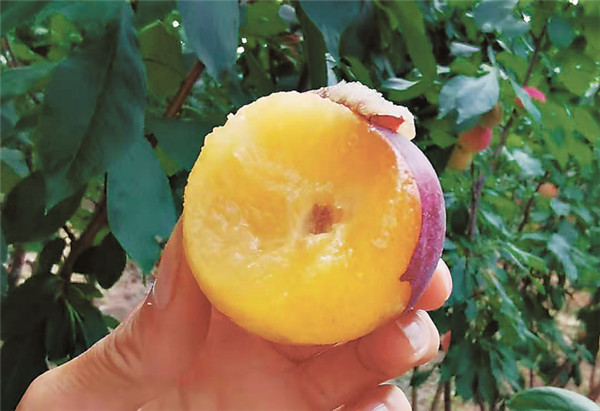 冰城“分享姐”无缝跨界做微商