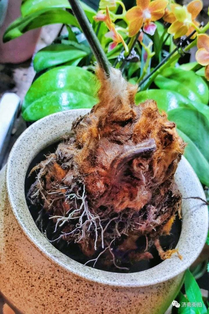 济南花卉市场哪个最大最出名,开放的济南花卉市场有哪些