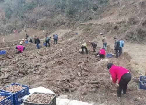山阳葛条村200余亩天麻丰收！可望带回100余万元收入