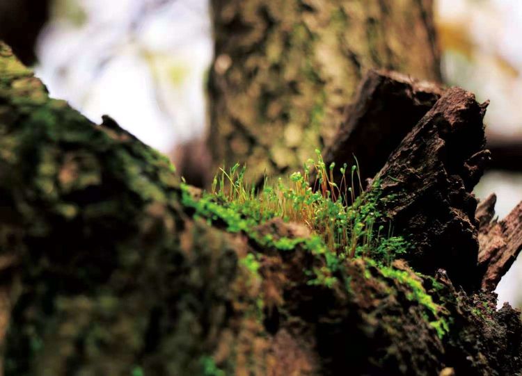 执手春天灼灼其华——咔嚓社最美遇见之寻找校园春意篇