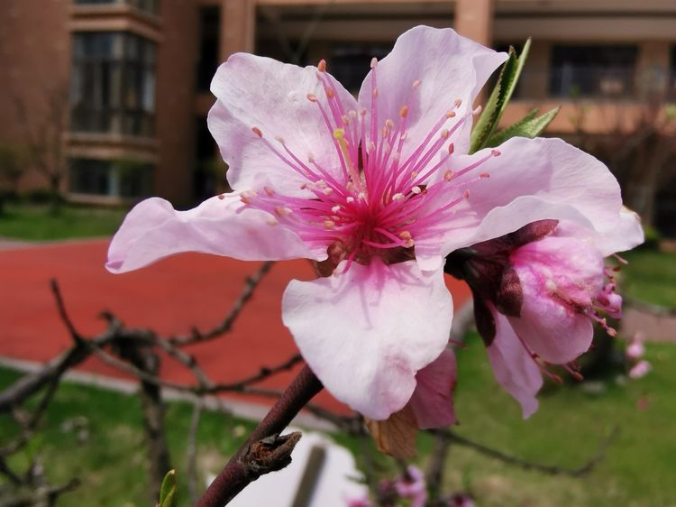 执手春天灼灼其华——咔嚓社最美遇见之寻找校园春意篇