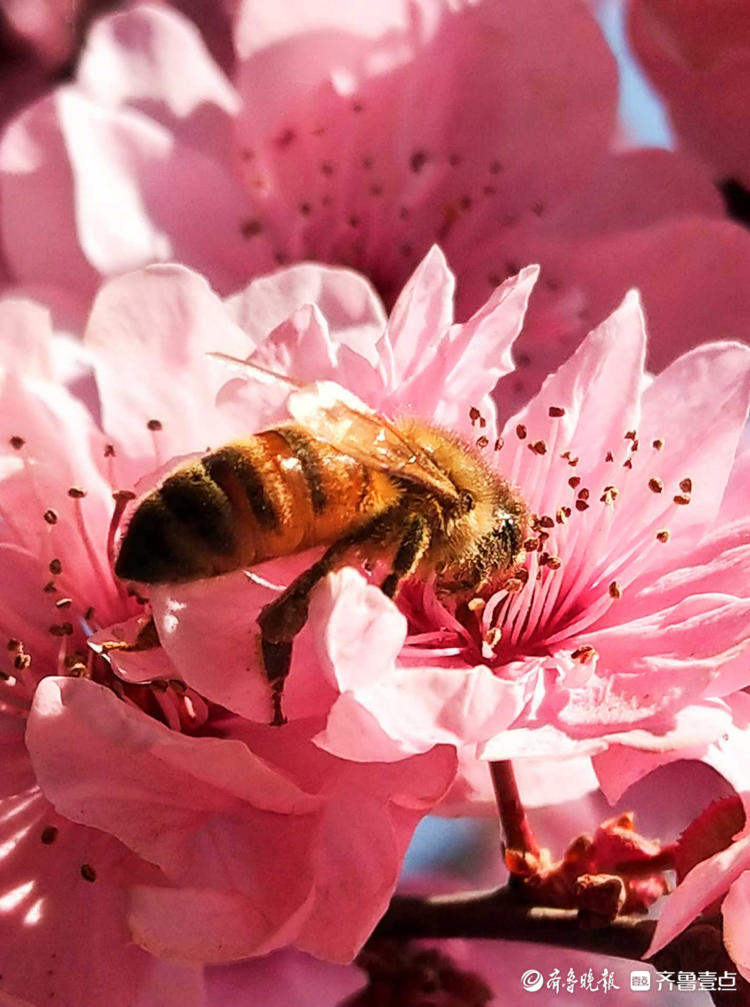 情报站｜临沂美人梅肆意开放，蜜蜂花间飞舞采蜜忙