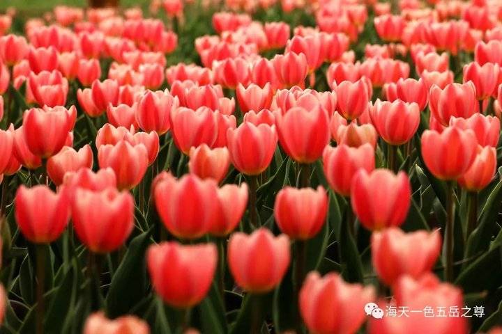 清明时节万物清新,清明万物新