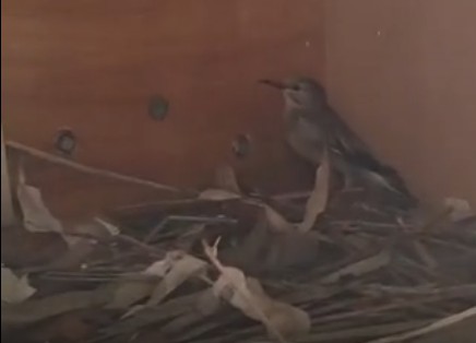 濂冲瓙瀹朵腑鎯婄幇绁炵鐢熺墿,濂冲瓙鍙戠幇鏌滃瓙閲屾湁鎬０