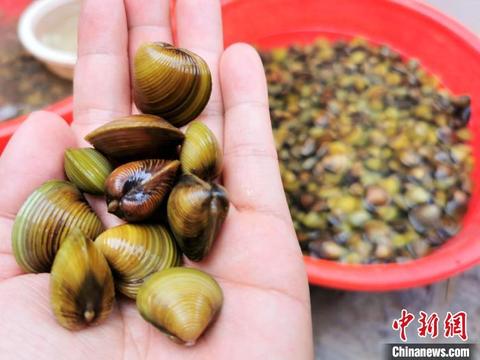 江门正宗黄沙蚬,广东黄沙蚬最肥美的季节