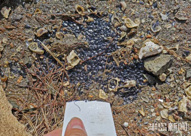 蟾蜍幼崽是蝌蚪吗,蟾蜍卵孵化成蝌蚪