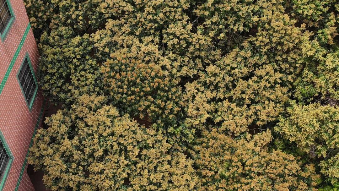 合浦：荔枝花开满山坡蜜蜂*花采**酿蜜忙