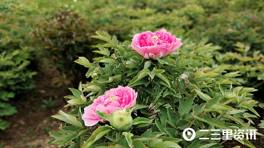 蜜蜂花间采蜜技巧,蜜蜂什么时候能采蜜呀图片