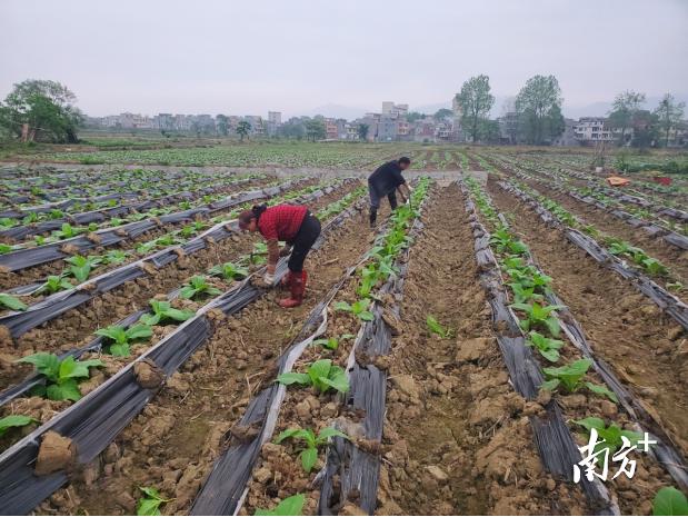 农业“四小龙”兴旺，连州星子乡村振兴底气足