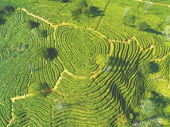 福建：茶园生产，“机”不可失
