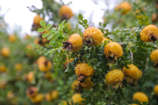 贵州刺梨原生态产业,贵州刺梨产业的发展历史