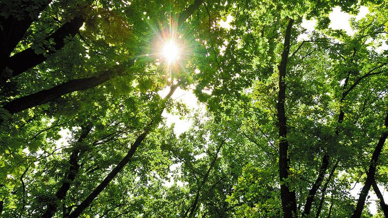 清晨的第一缕曙光文案,清晨的第一缕曙光