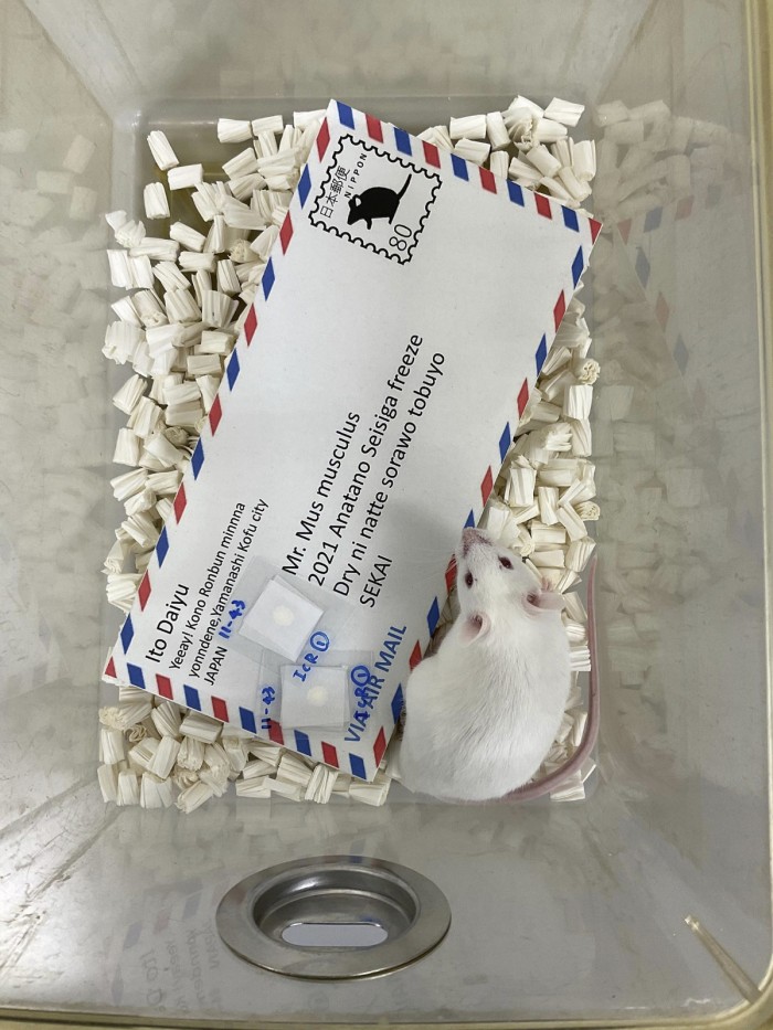 日本科学家尝试将冷冻干燥的老鼠精子通过明信片邮寄