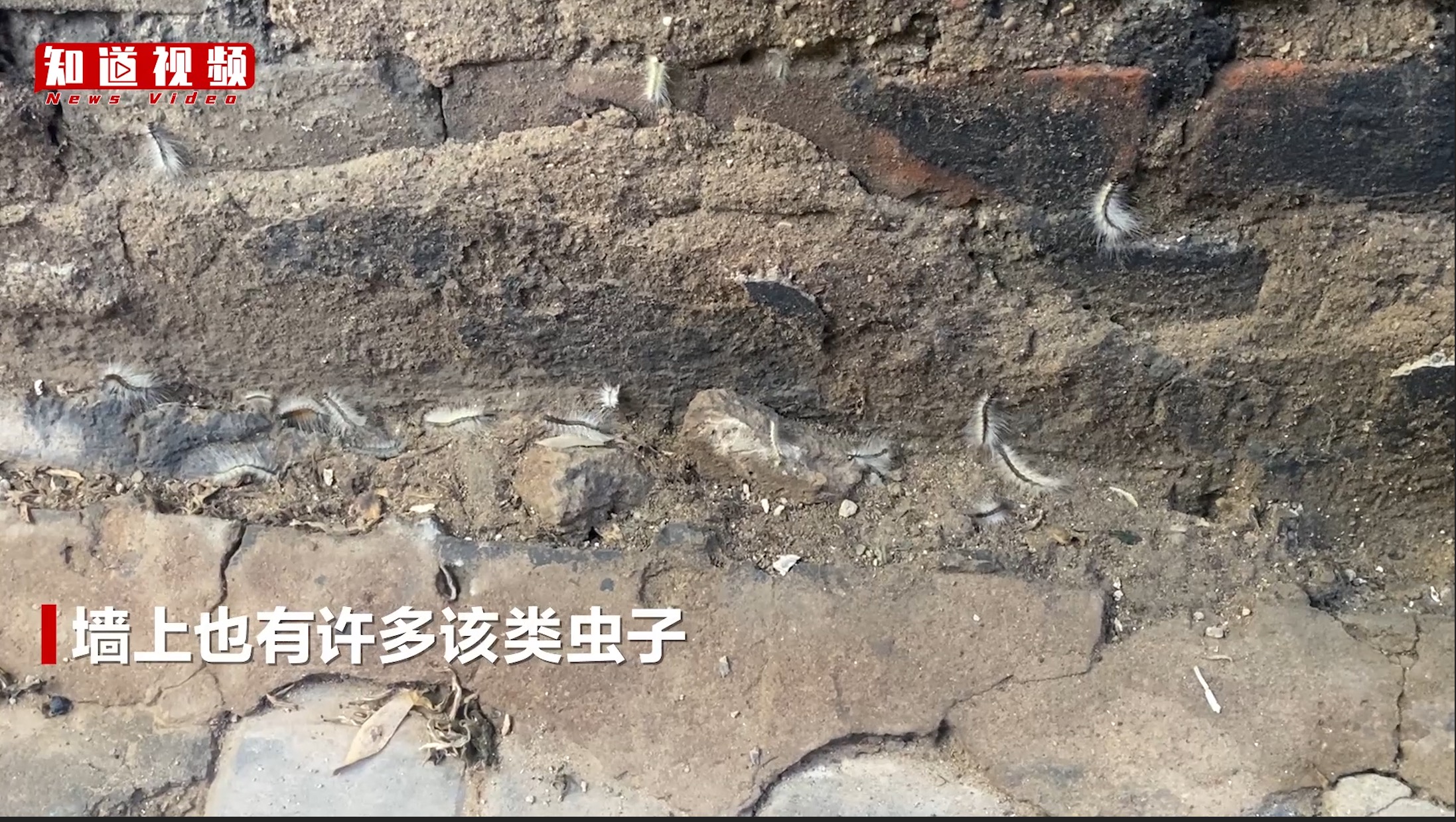 北京多地现毛毛虫，园林部门成立防控专班