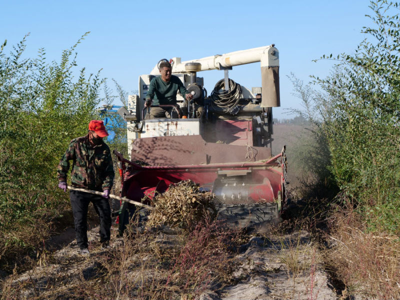 内蒙古自治区玉米丰收,内蒙古粮食丰收实现开门红