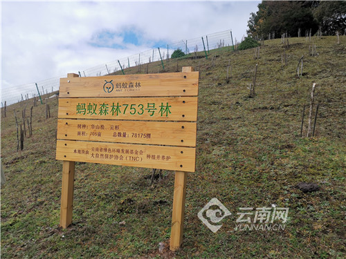 「云视角」在海拔3000米种一棵树有多难？云龙：修复生态廊道促进滇金丝猴群基因交流