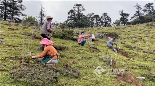 「云视角」在海拔3000米种一棵树有多难？云龙：修复生态廊道促进滇金丝猴群基因交流
