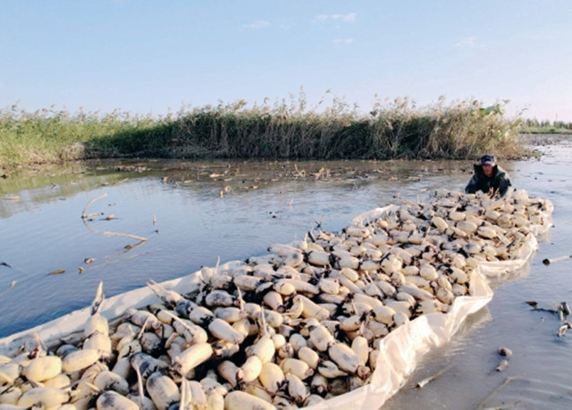 外眼看,护大河之洲引百鸟来栖