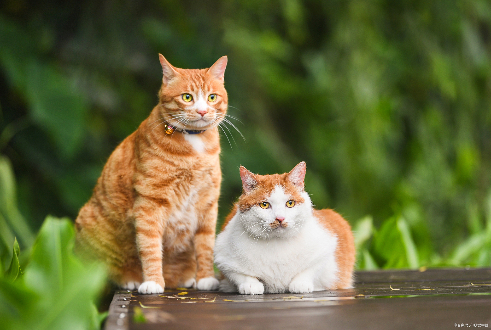 猫咪性格凶是为啥,铲屎的时候猫咪变凶了