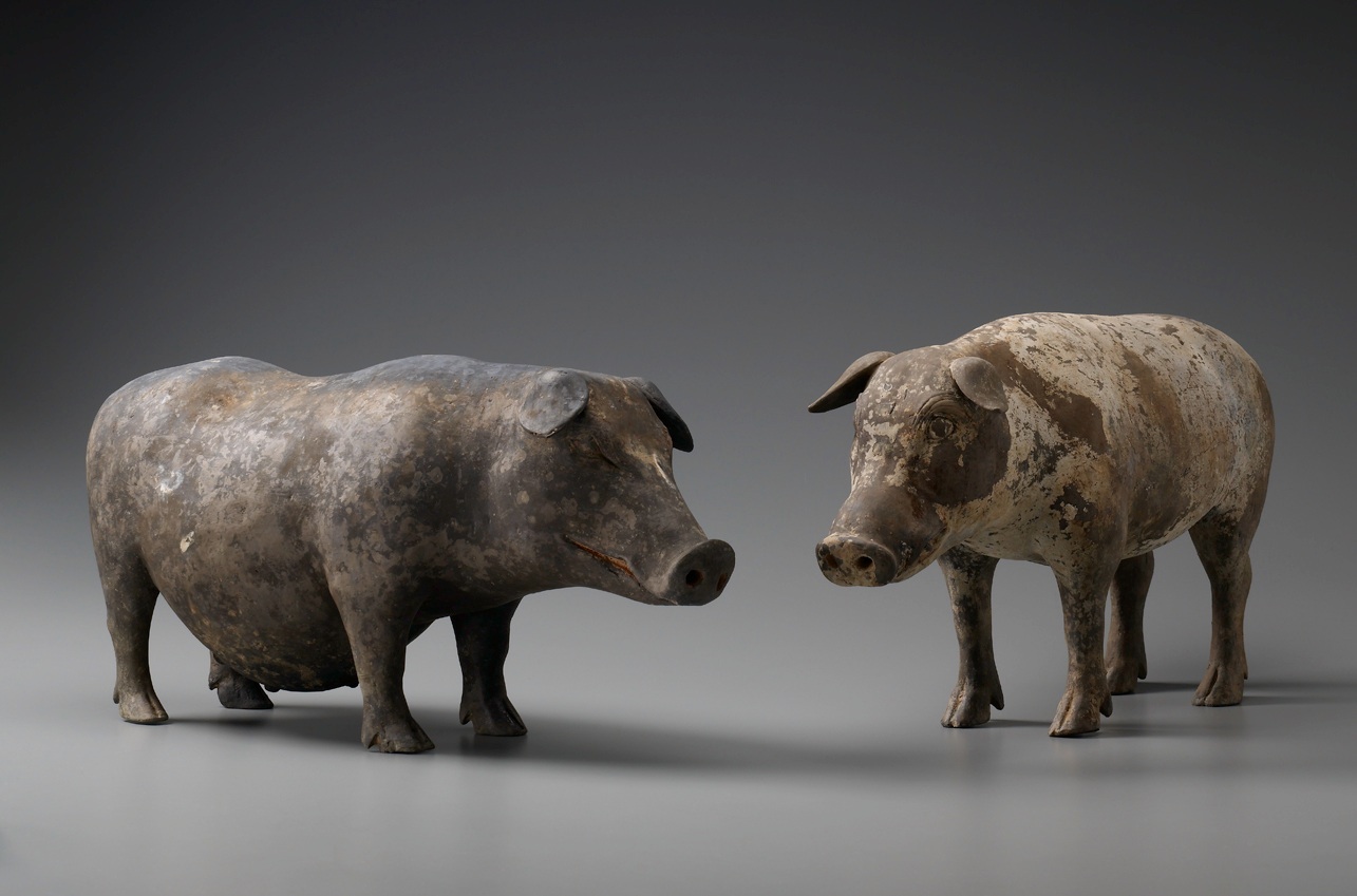 猪不同阶段都需要什么,为什么猪能活到现在