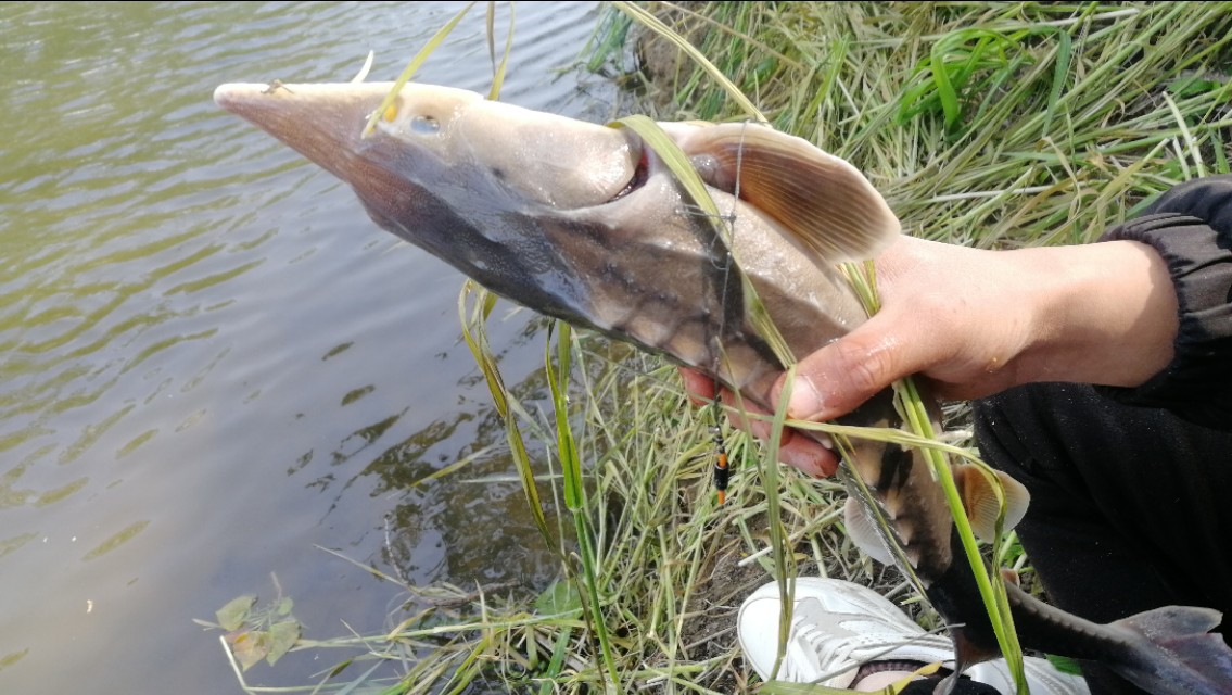 钓鱼闹小鱼技巧,钓鱼怎样防小鱼闹窝