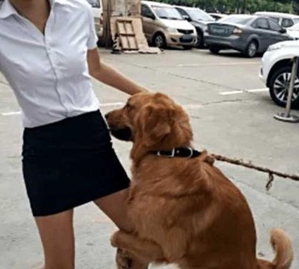 金毛扑小孩怎么纠正,金毛爱扑陌生人怎样纠正