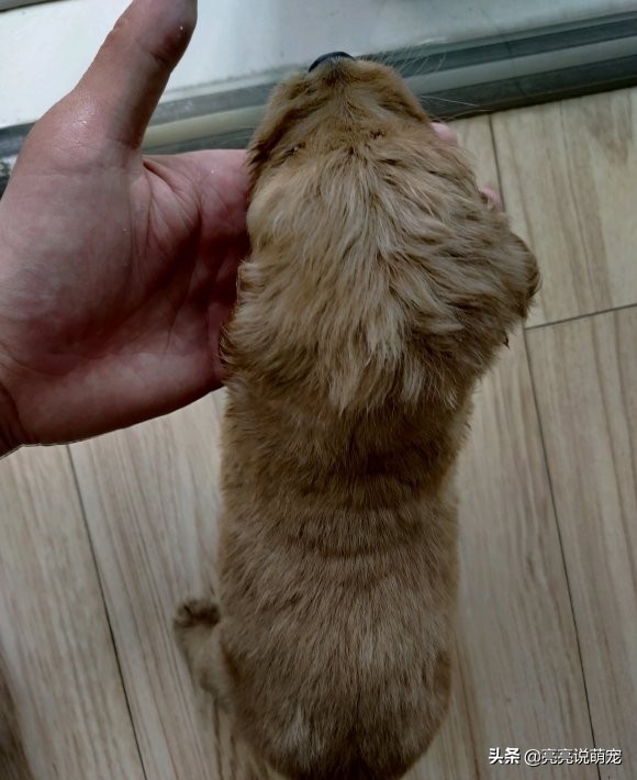 金毛每天都无精打采的怎么办,金毛在家无精打采的表现