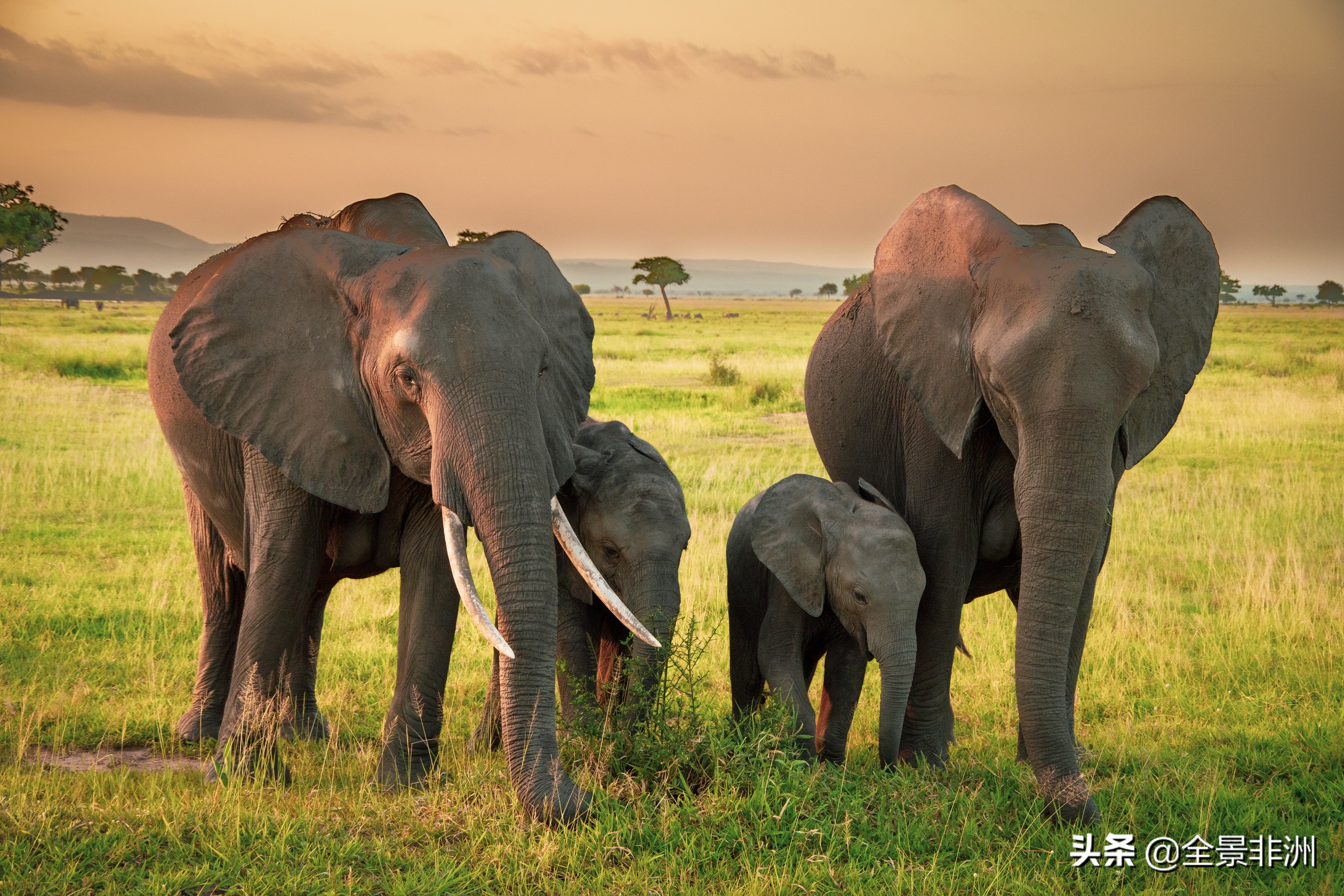 非洲旅游攻略,非洲旅游旅游攻略