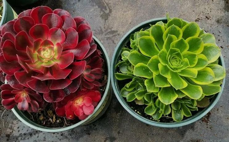 多肉法师韶羞现在能摘心吗,多肉法师欧紫跟韶羞的对比图