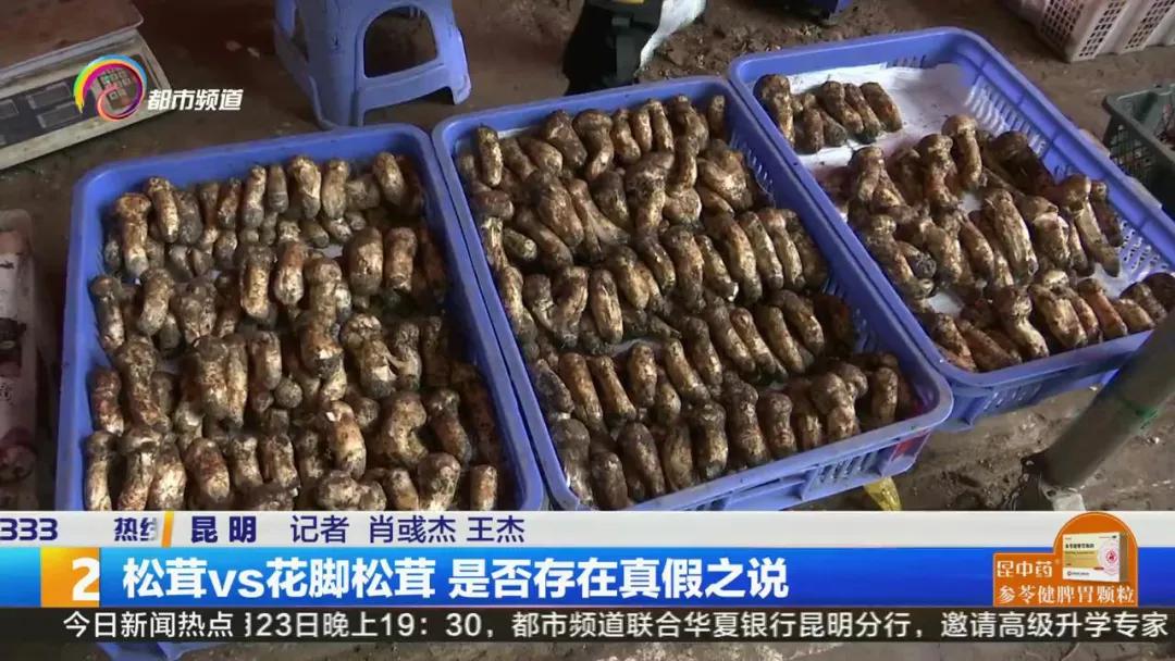 买到假虫草怎么检测,西藏买到假松茸