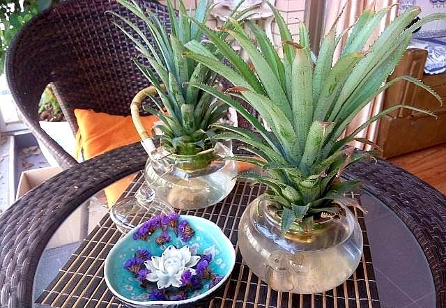 买回来剩下的菠萝头能重新栽种吗,吃菠萝剩下的菠萝头怎样种菠萝