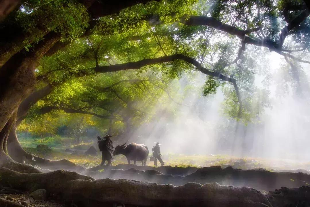 山水田园诗的诗情画意,古诗中的山水田园诗句有哪些