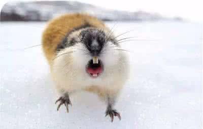 鏃呴紶涔嬭皽澶у叏,鏃呴紶涔嬭皽涓轰粈涔堟槸鍋囩殑