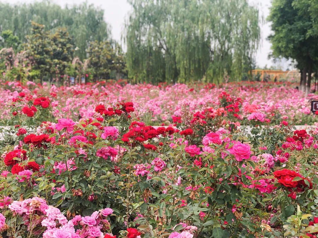 西安草滩马尔代夫,咸阳沙滩马尔代夫