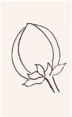 牡丹切瓣花国画画法,国画山茶花花瓣画法