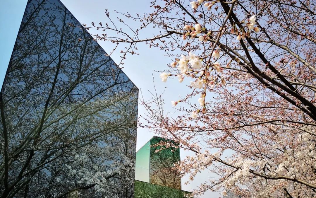 小众赏樱胜地,魔都赏樱旅游攻略